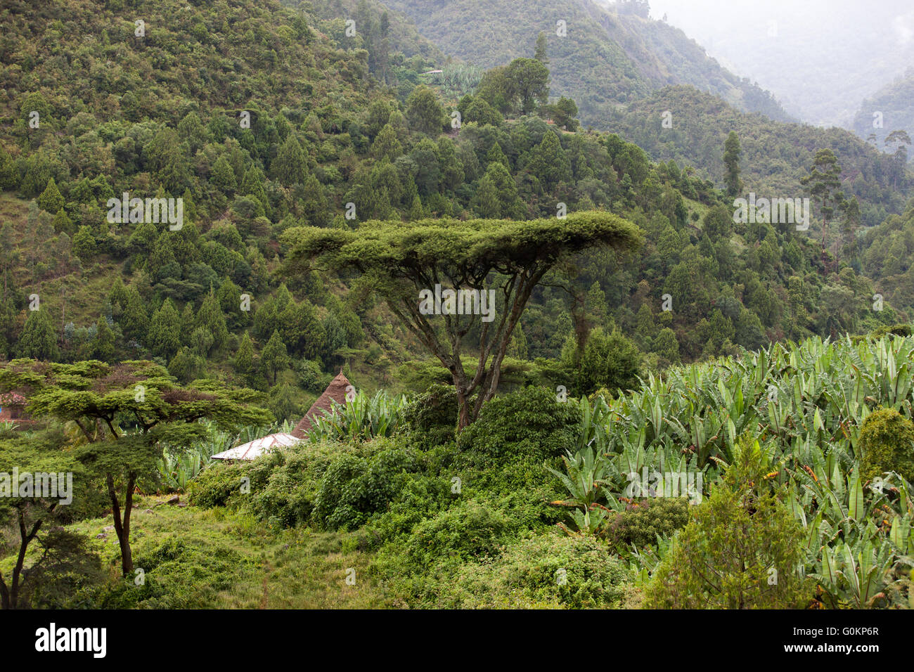 Gurage, Äthiopien, Oktober 2013, die der Wacholder-Wald in diesem Bereich bereits durch Abholzung erodiert ist. Ein Acasia Baum auf einem Familiengrab neben Enset angebaut. Stockfoto