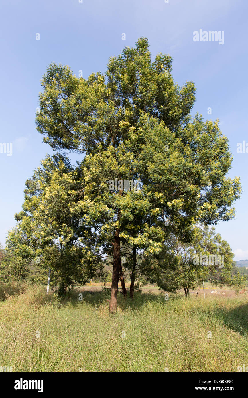 Debre Birhan, Amhara, Äthiopien 2013. Acacia Decurrance, eine schnell wachsende einheimische Baum von EWNHS gepflanzt. Stockfoto