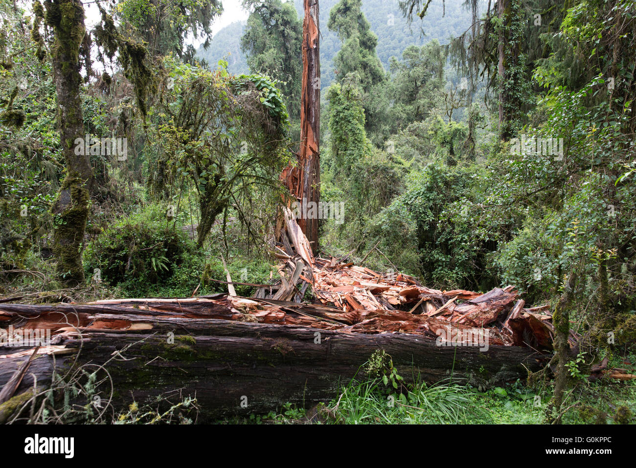 Wofwasha Kebele, Nord-Shewa, Äthiopien, 2013: Einen Ginsterstrauch gefällt durch natürliche Ursachen. Stockfoto