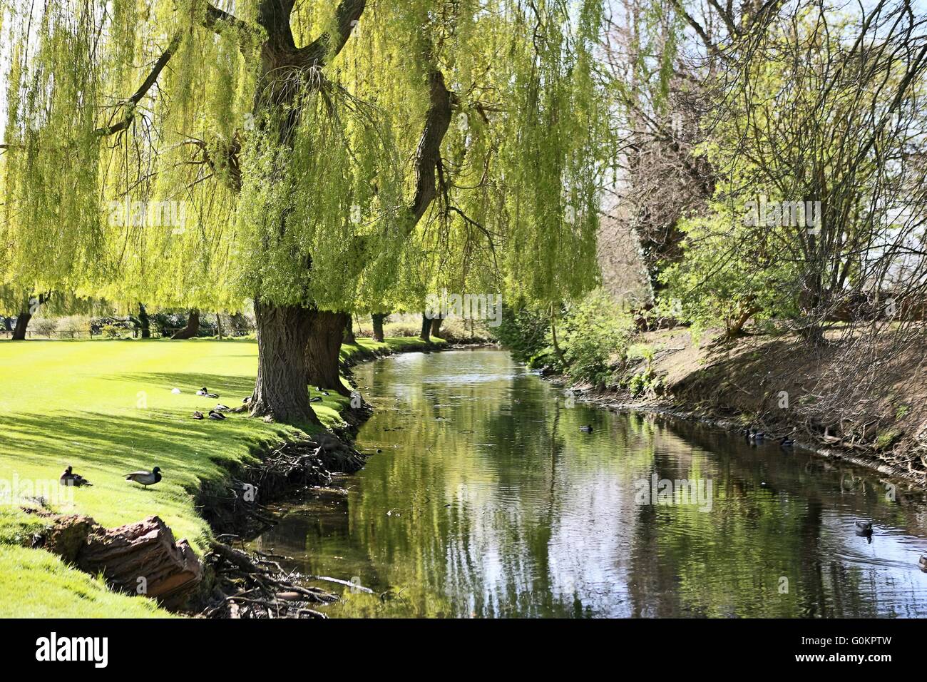 Bourne Lincolnshire UK - Fluss - Trauerweide Bäume Stockfoto