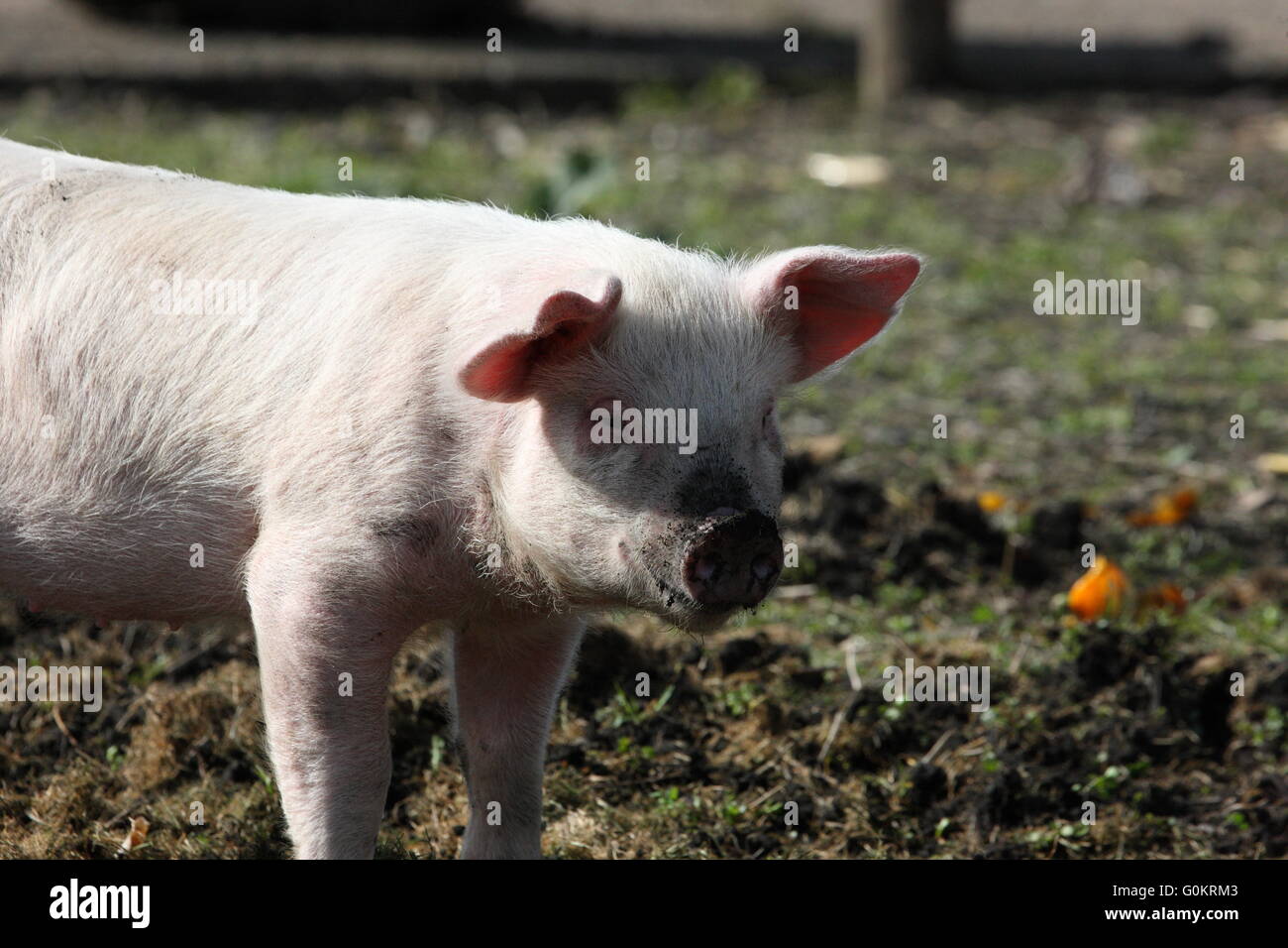 große weiße Ferkelproduktion Schwein, im Freien, Stockfoto
