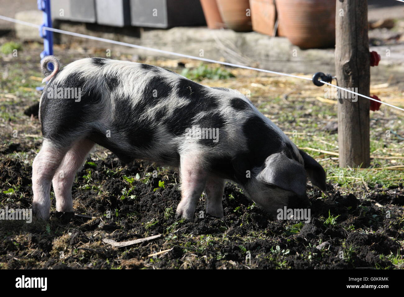 Gefleckte Ferkelproduktion Schwein, im Freien, mit Elektrozaun Stockfoto