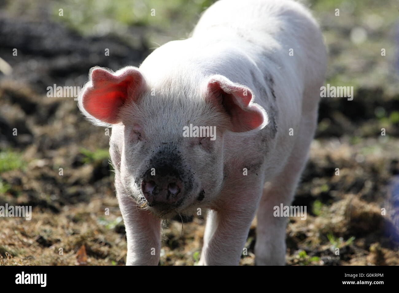 große weiße Ferkelproduktion Schwein, im Freien, Stockfoto