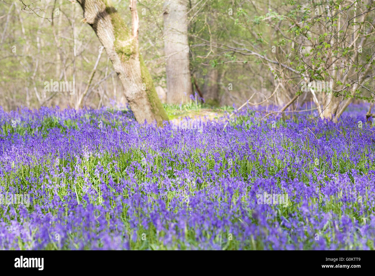 Hyacinthoides non Scripta. Englische Bluebell Holz im Frühjahr. Stockfoto