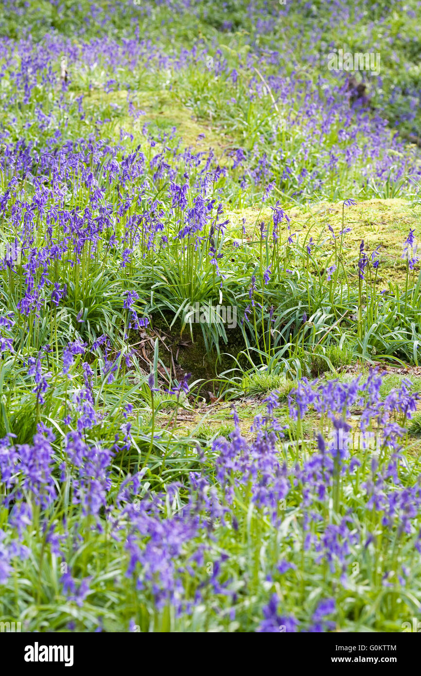Eintritt in einen Dachs Sett in eine englische Bluebell Holz. Stockfoto