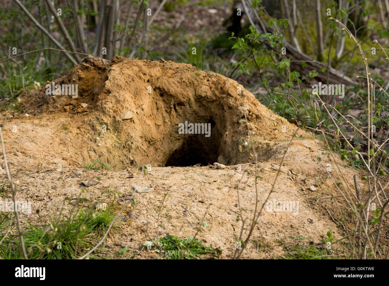Eintritt in einen Dachs Sett in eine englische Bluebell Holz. Stockfoto