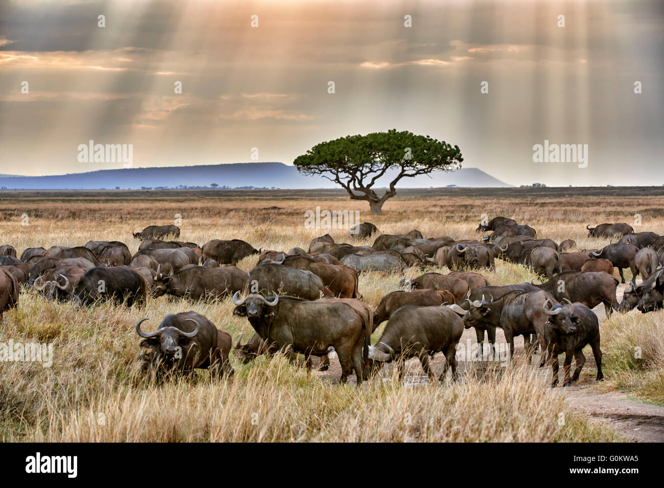 Herde von afrikanische Büffel (Syncerus Caffer) bei Sonnenuntergang im Serengeti National Park, UNESCO-Weltkulturerbe, Tansania Stockfoto