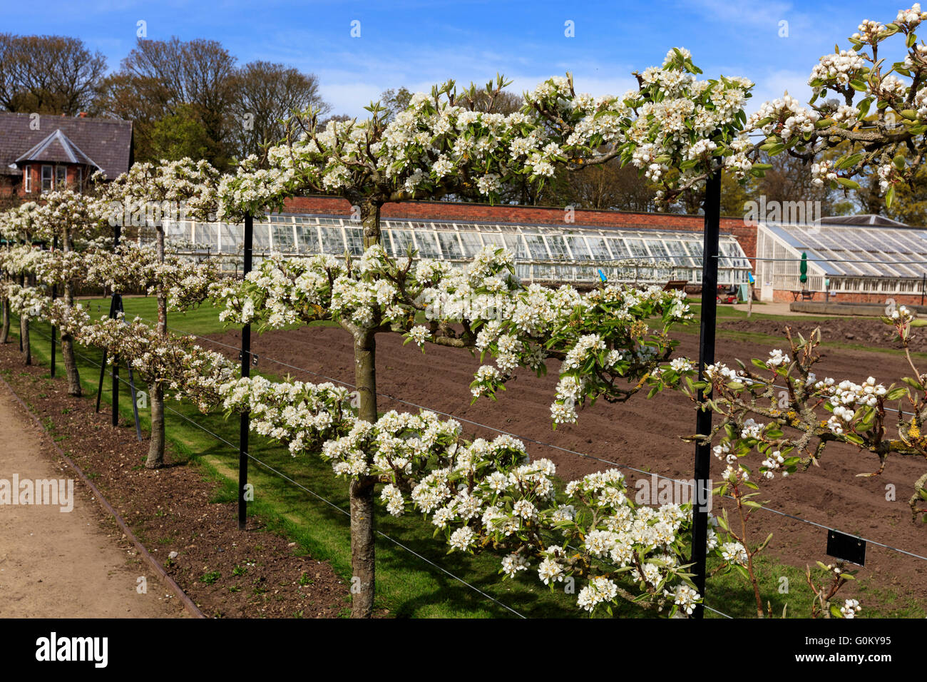 Espalier of Fotos und Bildmaterial in hoher Auflösung Alamy