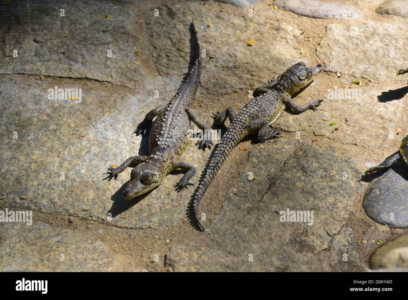 Babykrokodile sonnen sich in der Sonne, Mexiko Stockfoto