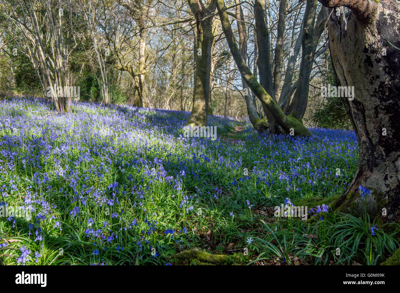Blaue Glocken, Boarder Frühling Holz Surrey, Sussex, England Stockfoto