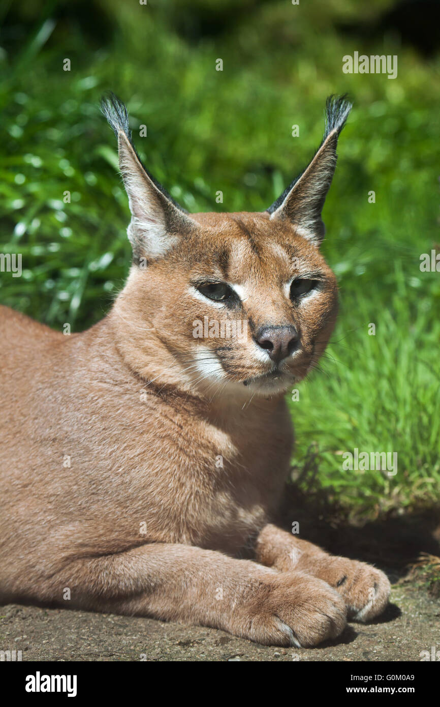 Karakal (Caracal Caracal) in Dvur Kralove Zoo, Tschechische Republik. Stockfoto