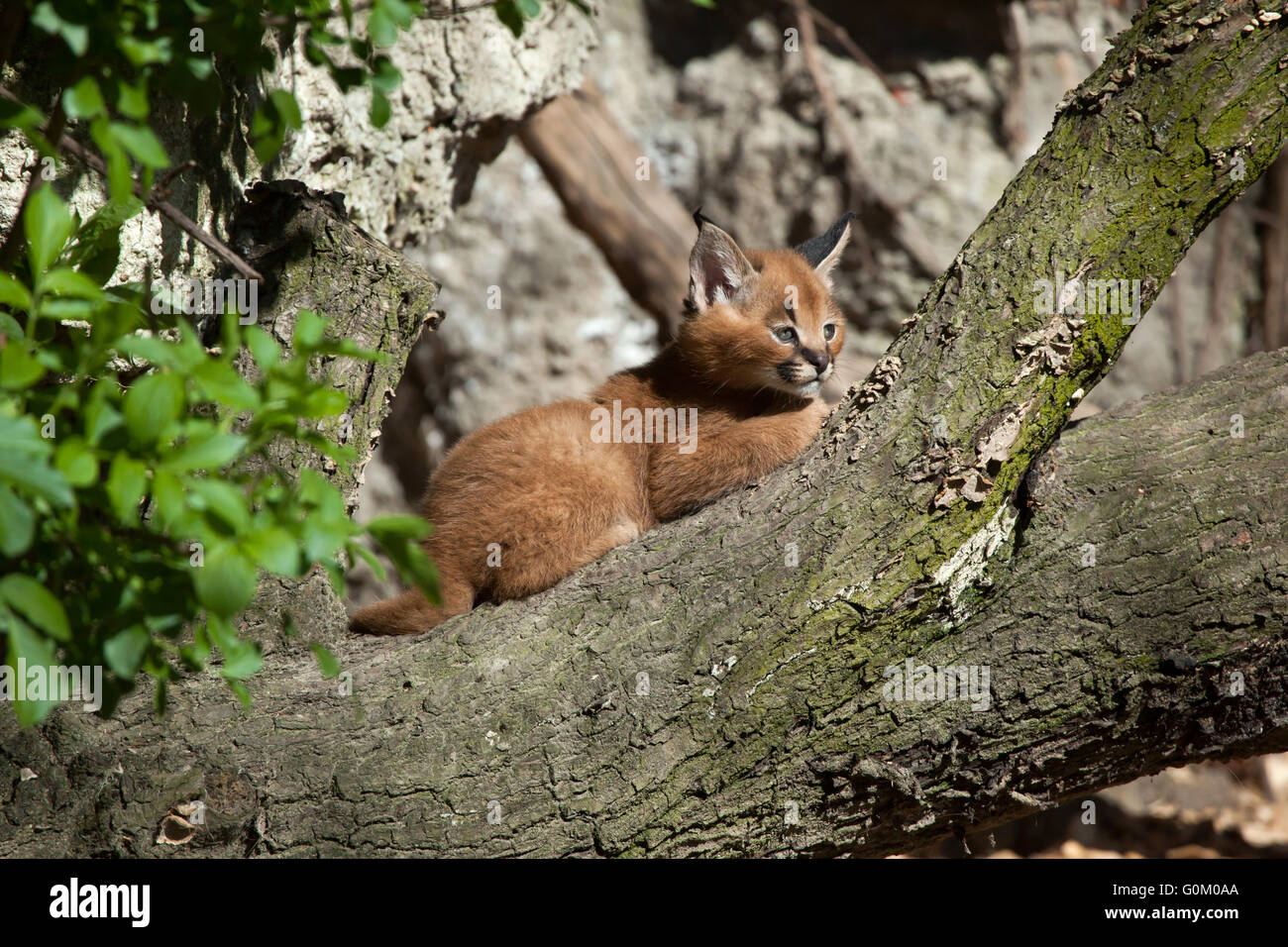 Karakal (Caracal Caracal) Kätzchen in Dvur Kralove Zoo, Tschechische Republik. Stockfoto