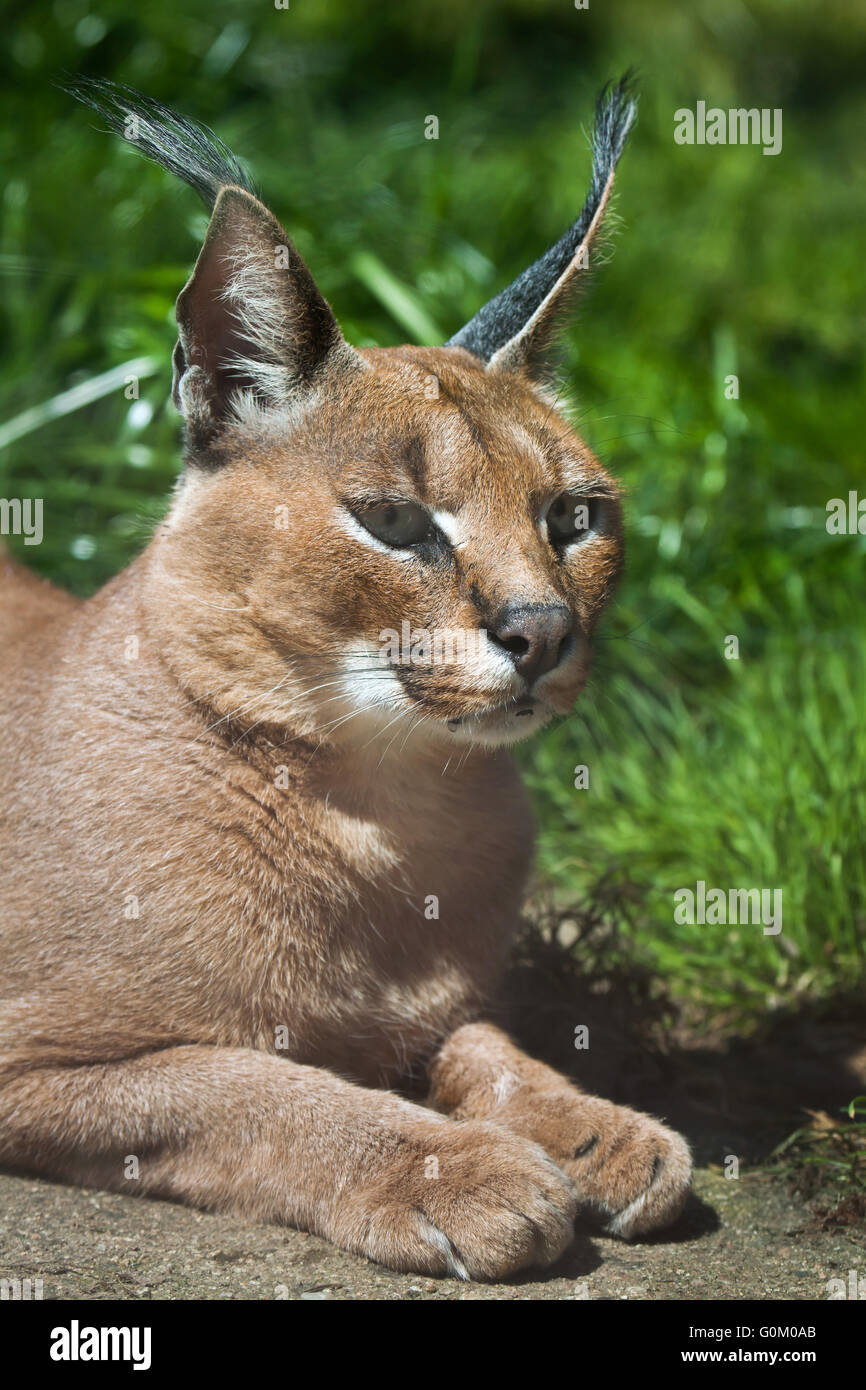 Karakal (Caracal Caracal) in Dvur Kralove Zoo, Tschechische Republik. Stockfoto