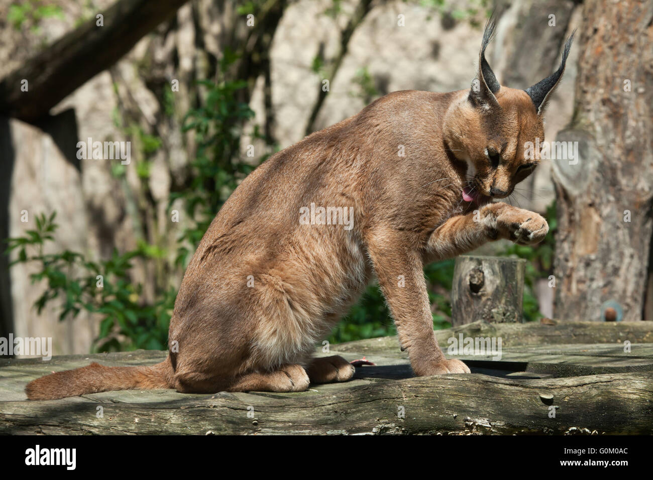 Karakal (Caracal Caracal) in Dvur Kralove Zoo, Tschechische Republik. Stockfoto