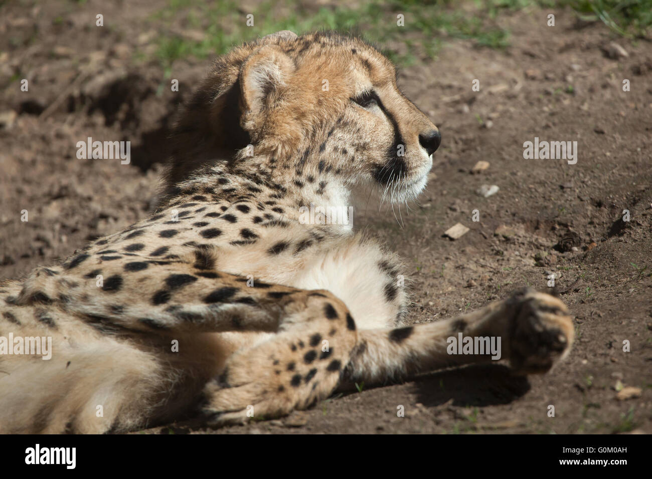 Gepard (Acinonyx Jubatus) in Dvur Kralove Zoo, Tschechische Republik. Stockfoto