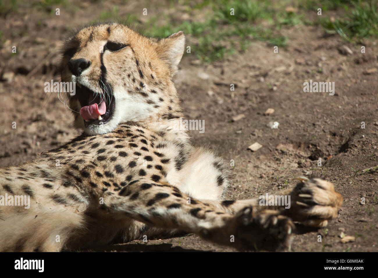 Gepard (Acinonyx Jubatus) in Dvur Kralove Zoo, Tschechische Republik. Stockfoto