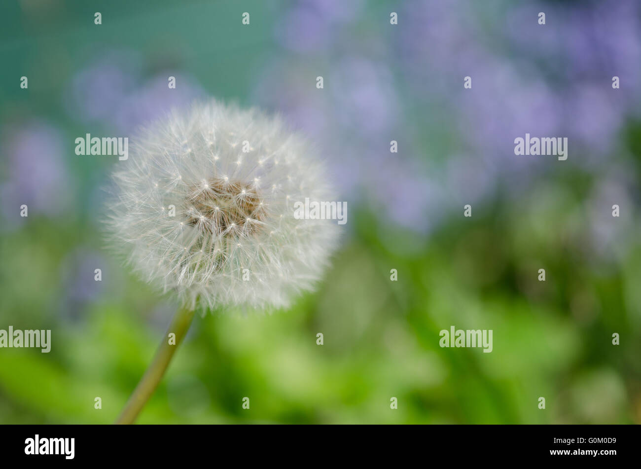 Löwenzahnsamen mit lila Blüten im Hintergrund Stockfoto