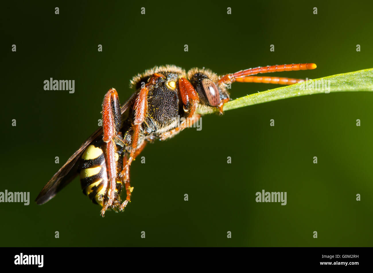 Nomad Bee (Nomada SP.) greifen Blatt mit Unterkiefer. Ungewöhnliches Verhalten der Wespe-wie Cleptoparasitic Bienen. Stockfoto