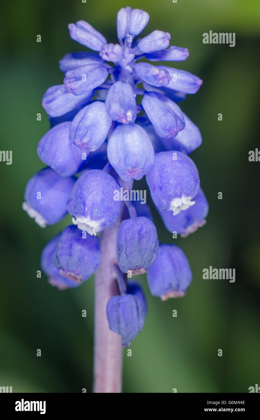 Blaue Blume Stockfoto