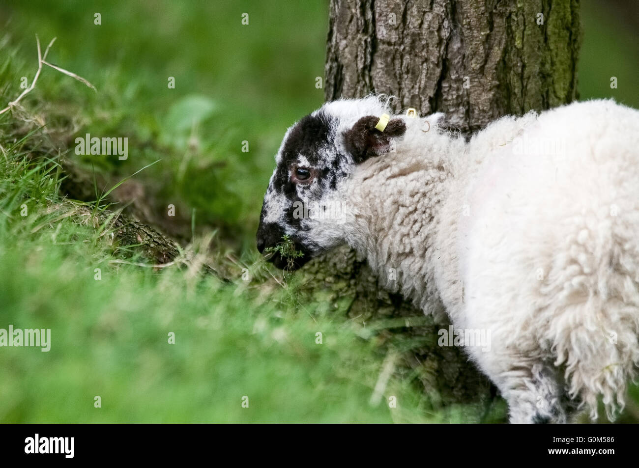 Niedliche Lamm Stockfoto