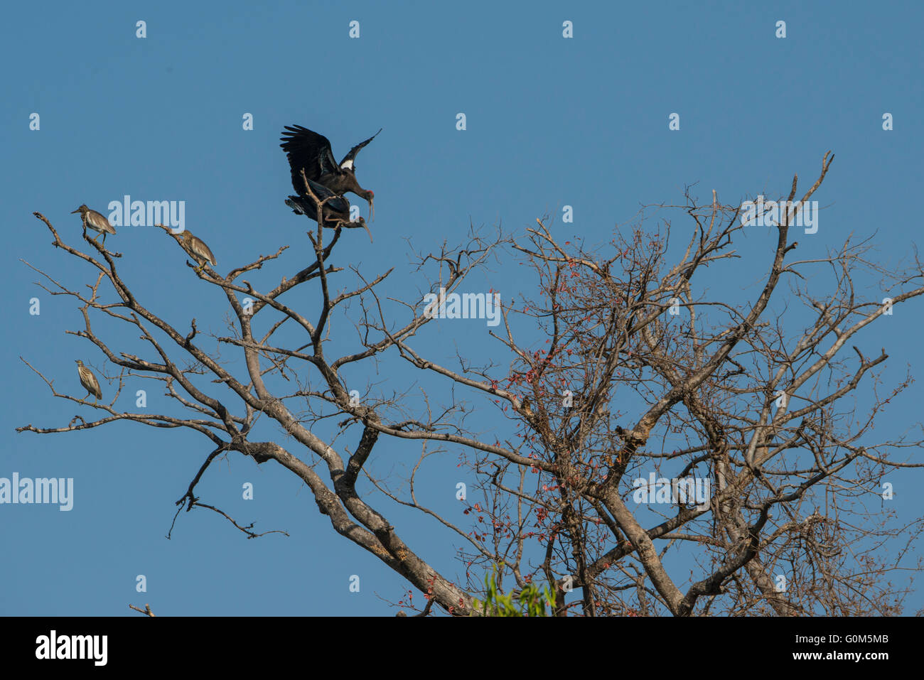 Eine Paarung paar rot Himalaja-Ibis in den Wäldern als Teich Reiher Schlafplatz auf dem gleichen Baum in Sasan Gir, Rajasthan, Indien Stockfoto