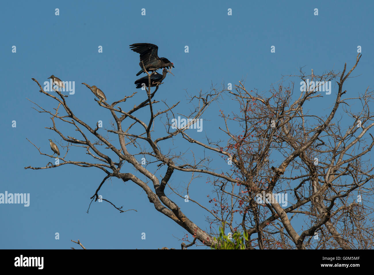 Eine Paarung paar rot Himalaja-Ibis in den Wäldern als Teich Reiher Schlafplatz auf dem gleichen Baum in Sasan Gir, Rajasthan, Indien Stockfoto