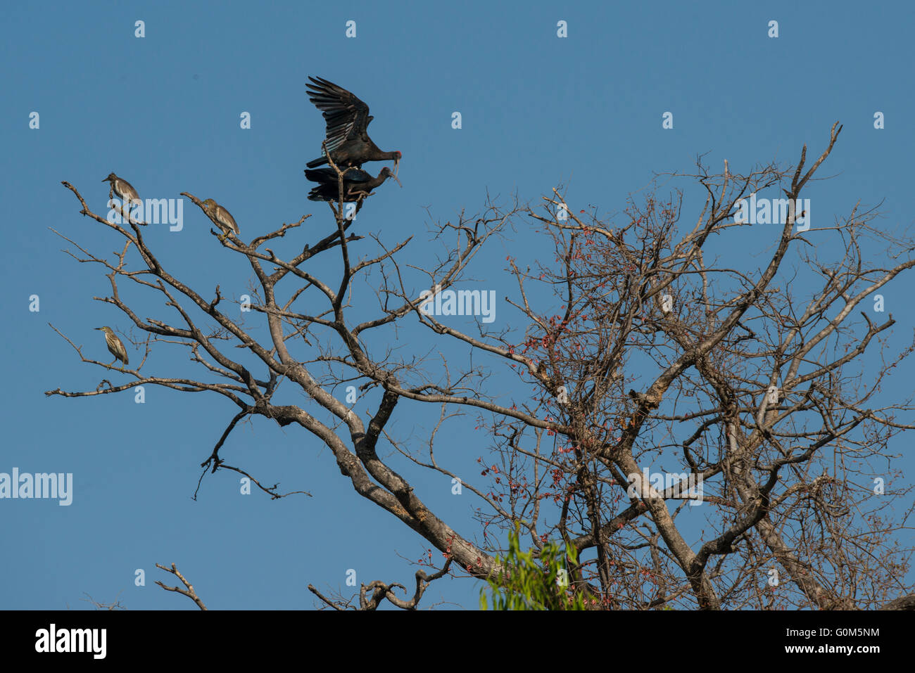 Eine Paarung paar rot Himalaja-Ibis in den Wäldern als Teich Reiher Schlafplatz auf dem gleichen Baum in Sasan Gir, Rajasthan, Indien Stockfoto