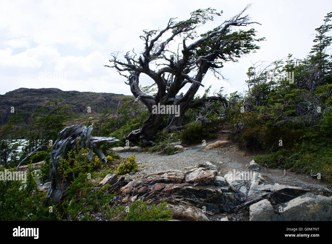 Baum gelehnt seitlich vor Wind, Lago Grey, Torres del Paine Nationalpark, Patagonien, Chile Stockfoto