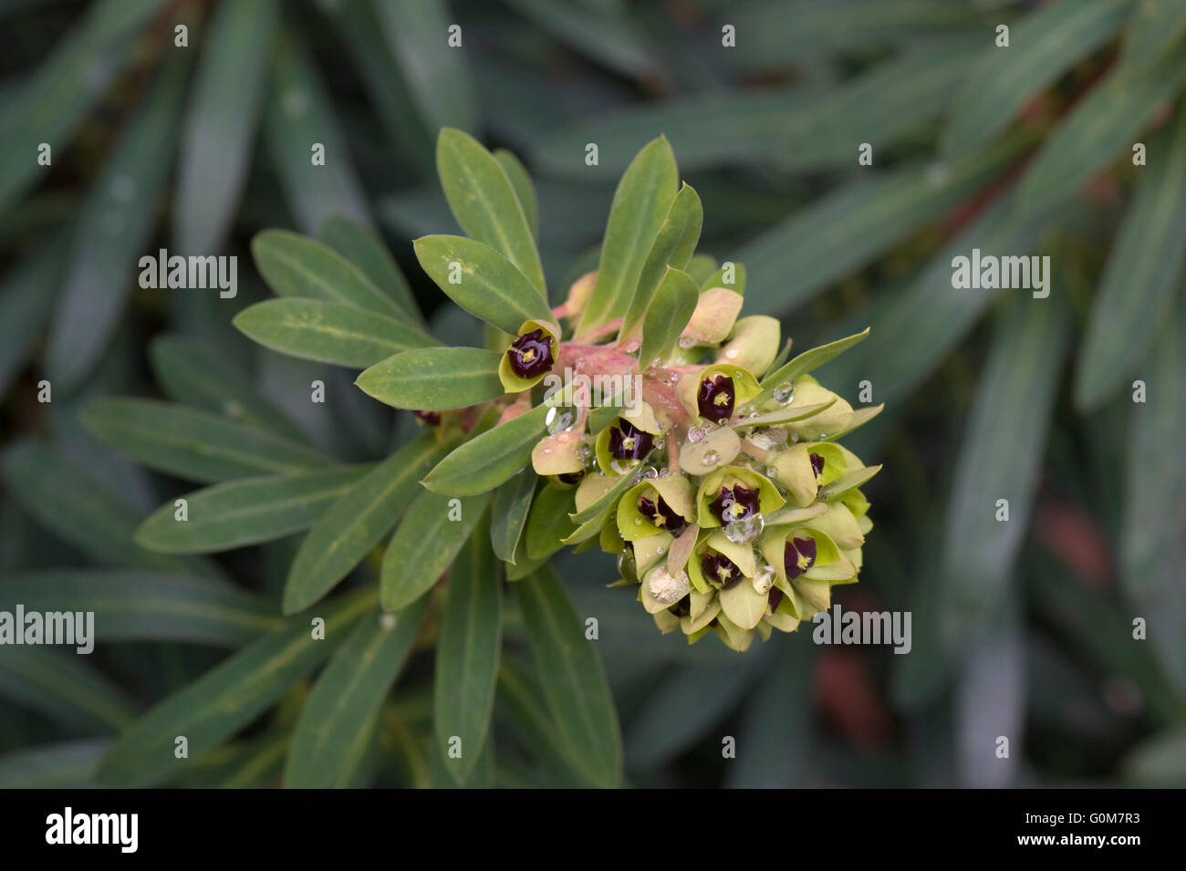 Euphorbia Characias 'Black Pearl' entfaltet sich, wie es zur Blüte mit Regen Wassertropfen, Berkshire, März kommt Stockfoto