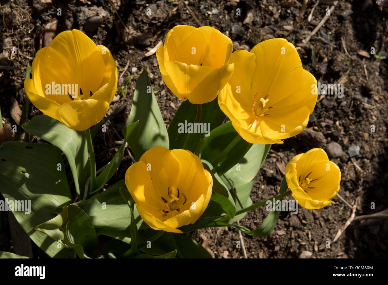 Gelbe Tulpe Blumen im Frühling, April Stockfoto
