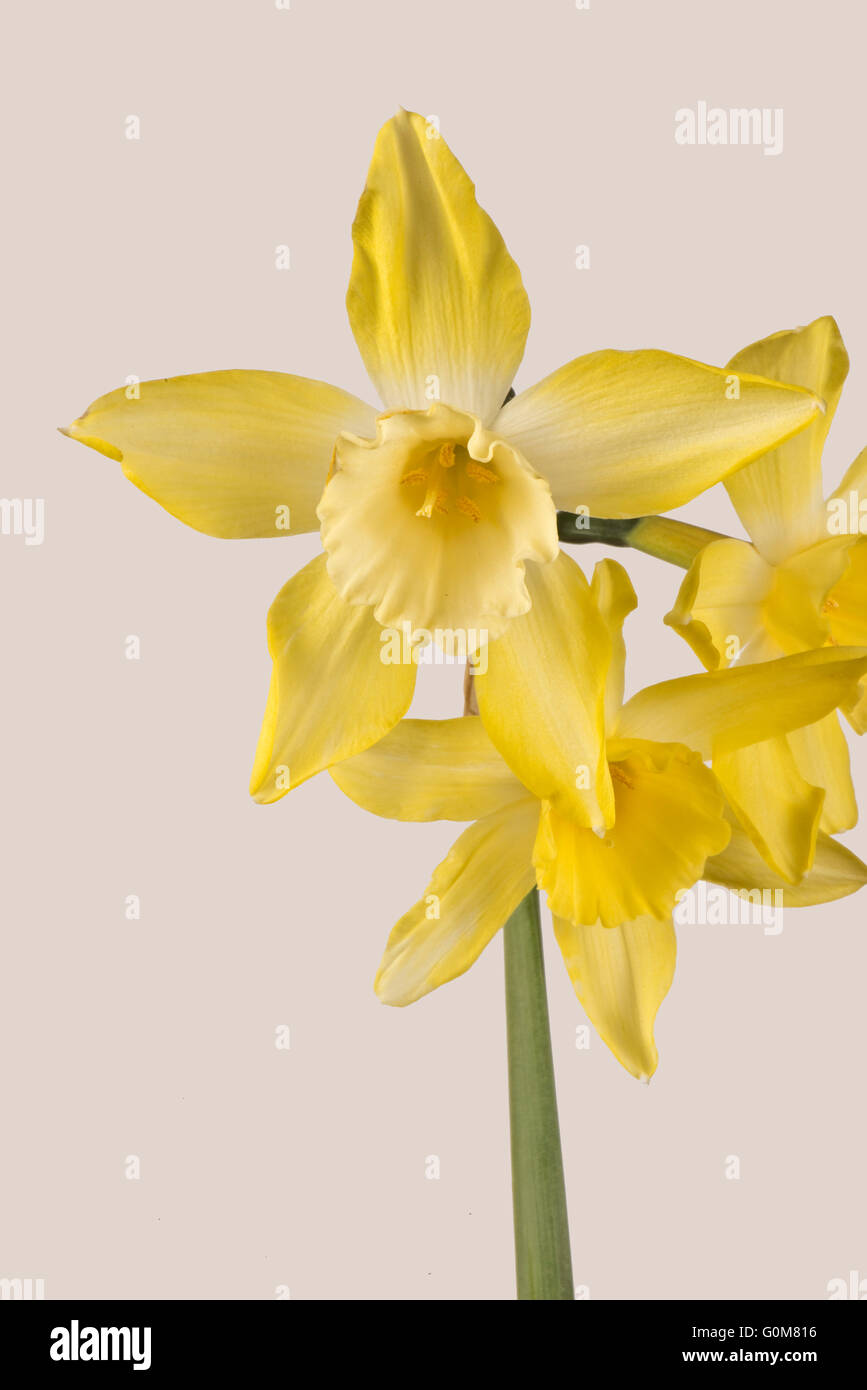 Narcissus "Pieper" eine Jonquilla geben Narzisse mit Stiel Lager drei, zitronengelbe Blüten und eine blasse Mitte April Stockfoto