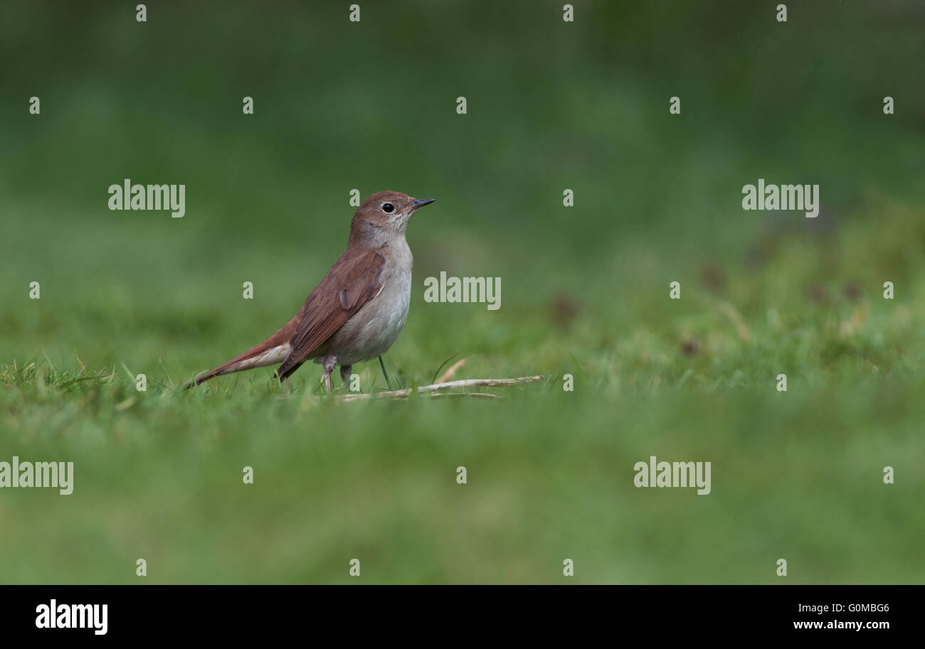 Nachtigall, Luscinia Megarhynchos. Frühling. UK Stockfoto