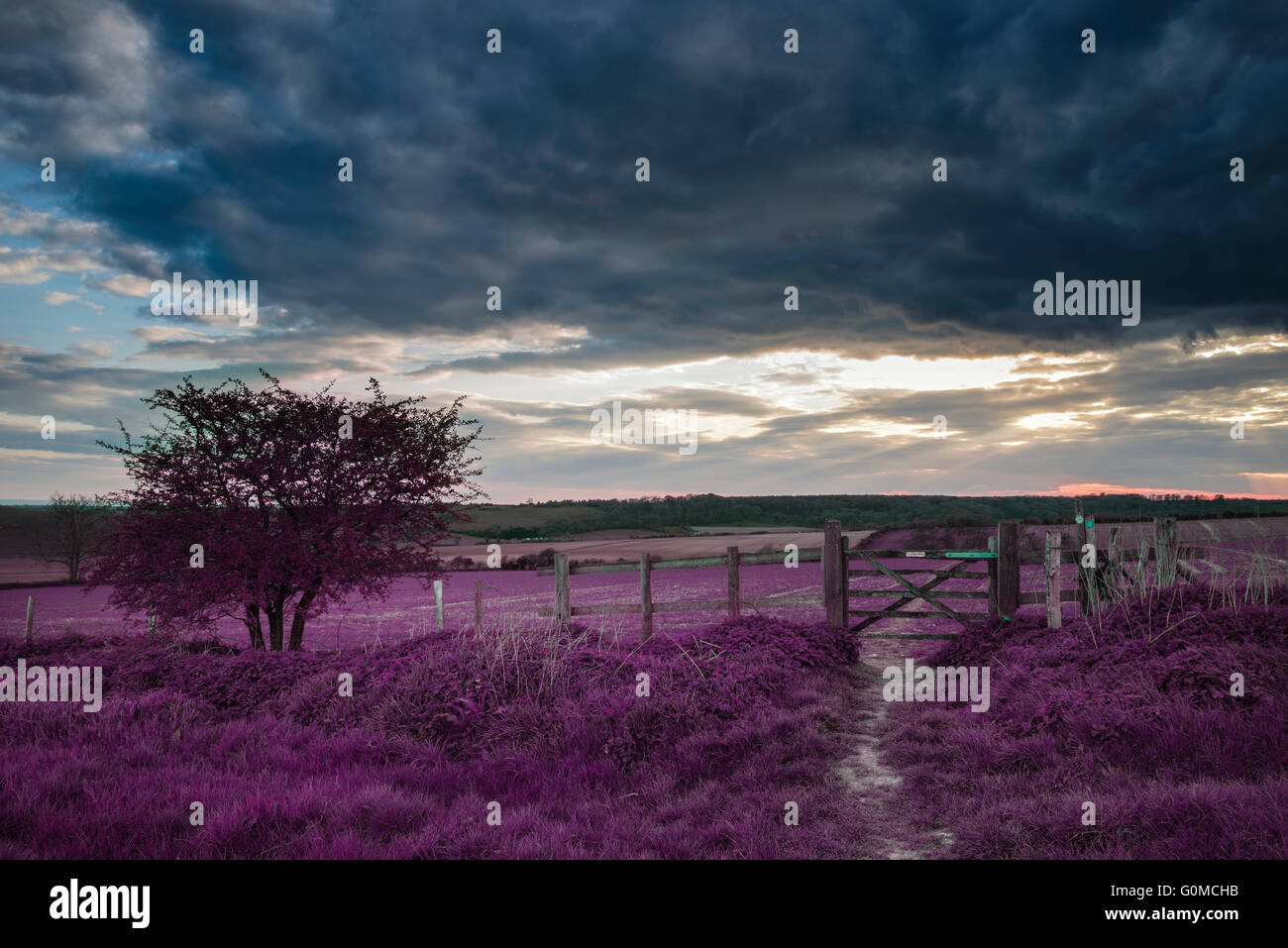 Atemberaubende englische Landschaft über Felder bei Sonnenuntergang mit surrealen lila Farbton Konzept Stockfoto