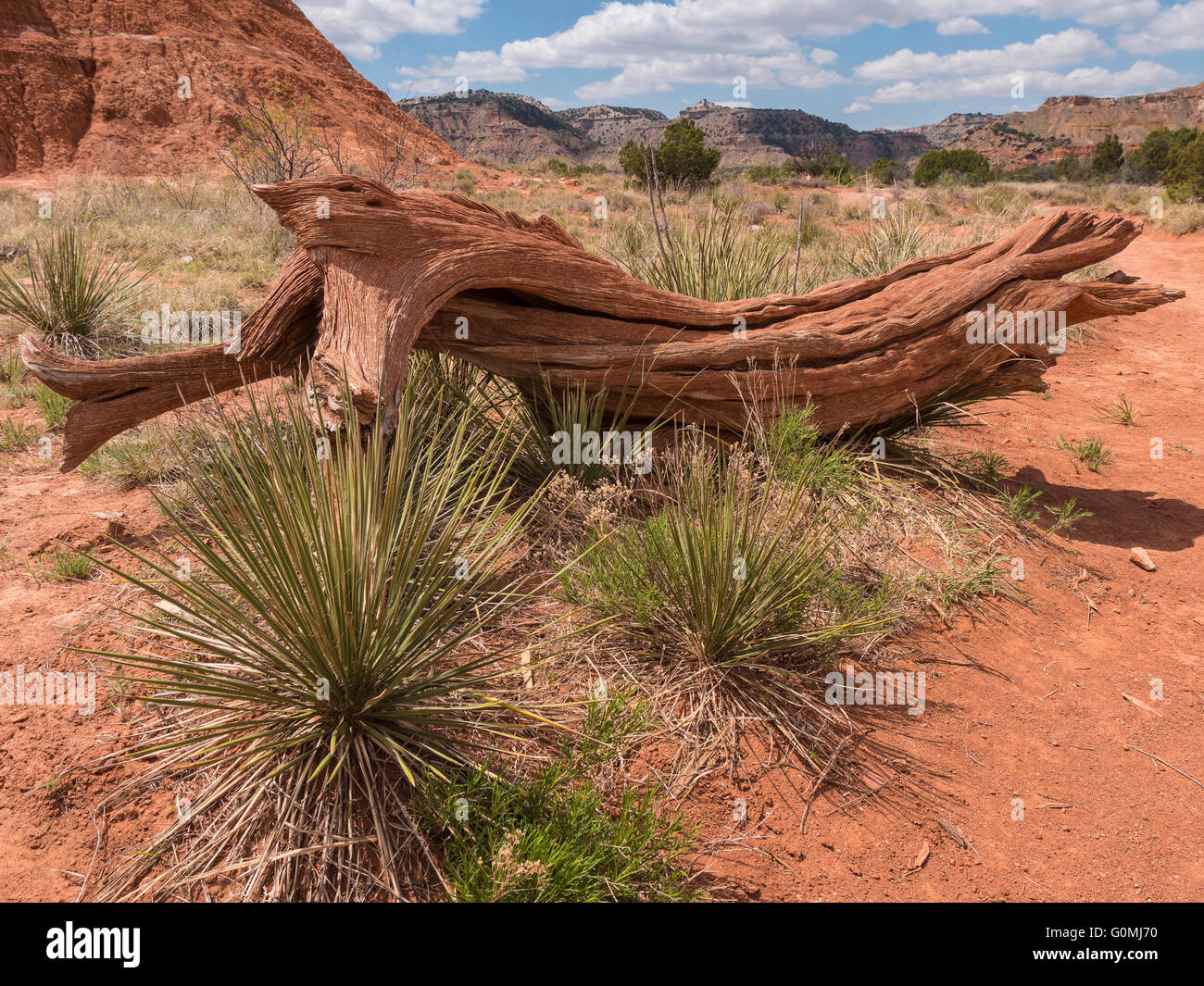 Log neben Lighthouse Trail, Palo Duro Staatspark, Texas. Stockfoto