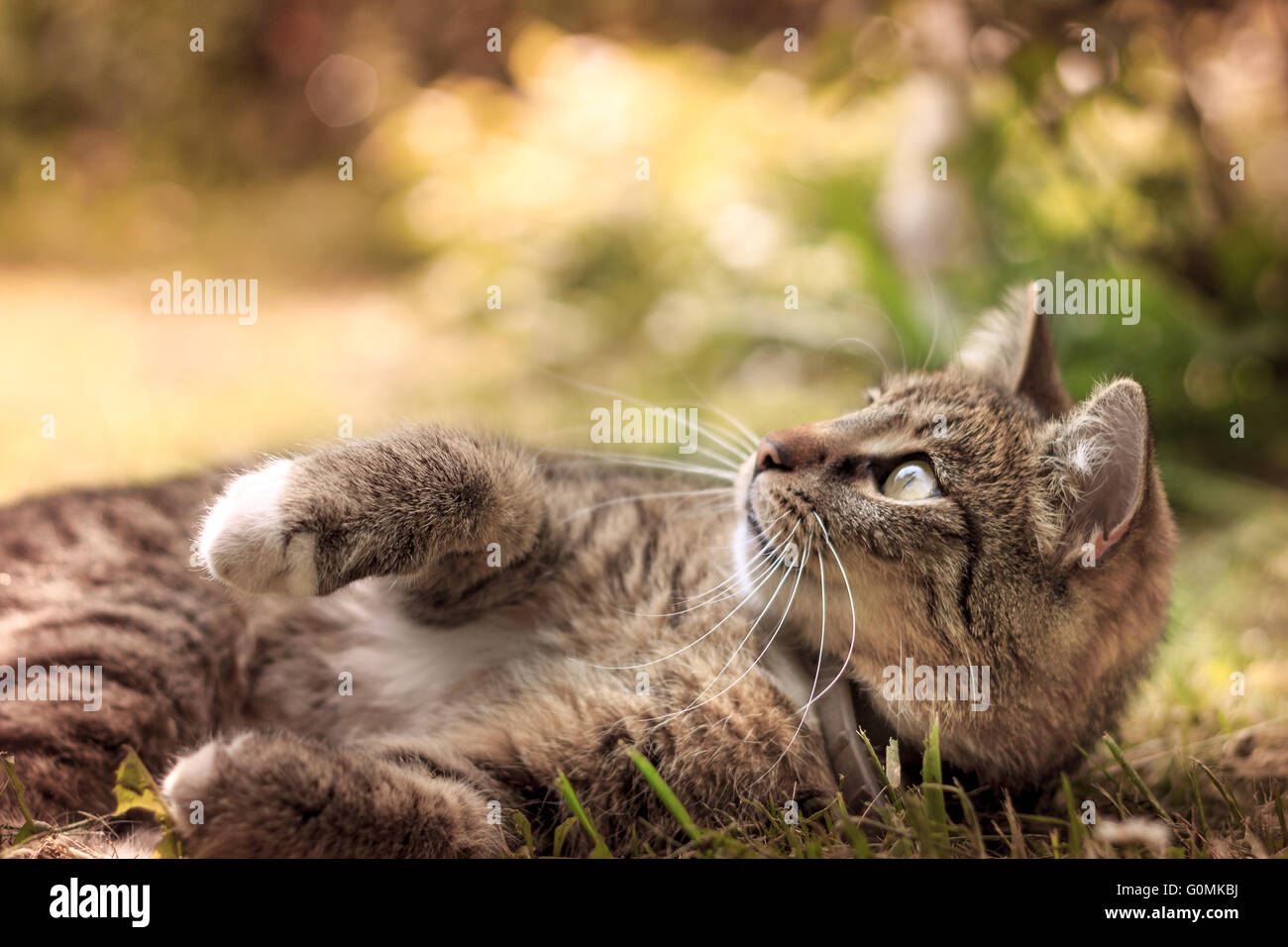 Katze im Rasen auf der oberen linken Ecke des Rahmens liegen. Viele Textfreiraum Stockfoto