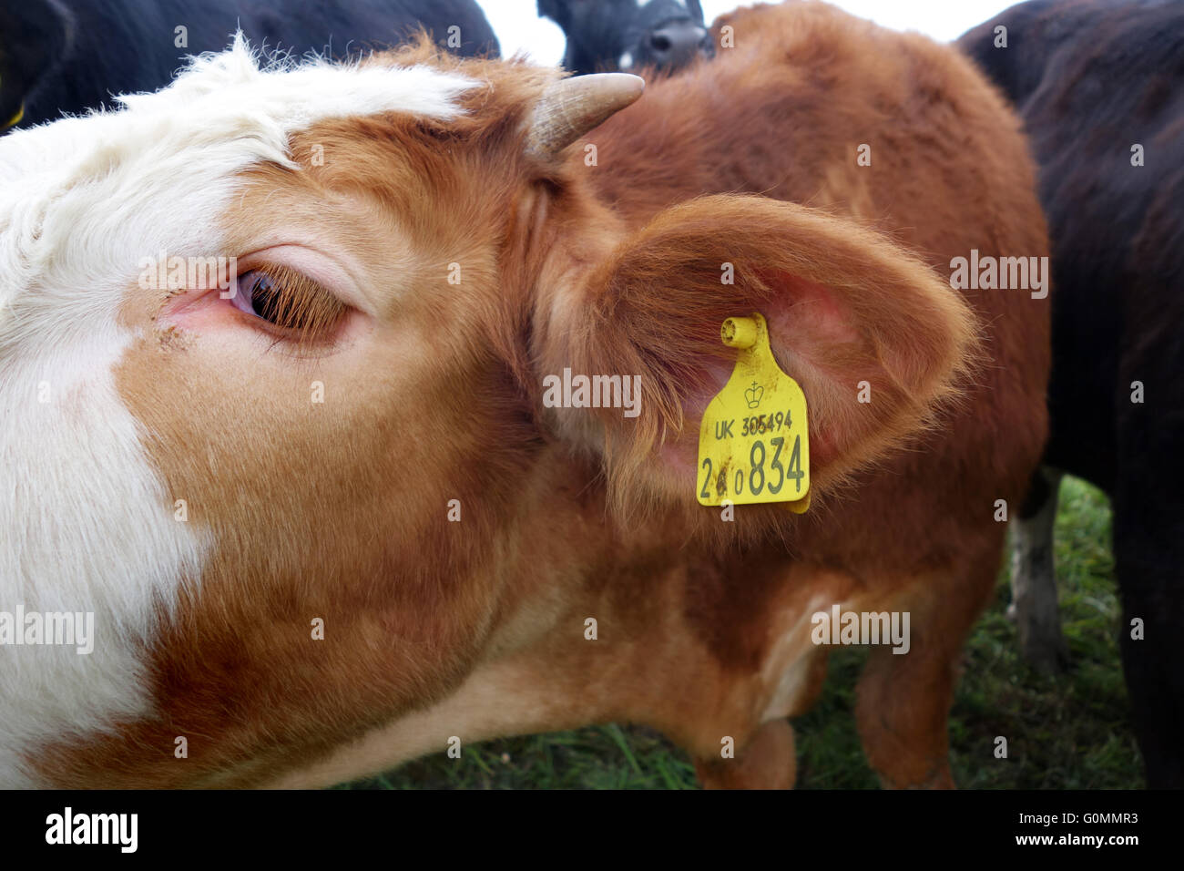Hausrind in England Nahaufnahme Auge und gelben Ohrmarke für offizielle Kennzeichnung von Rindern in Europa. Stockfoto