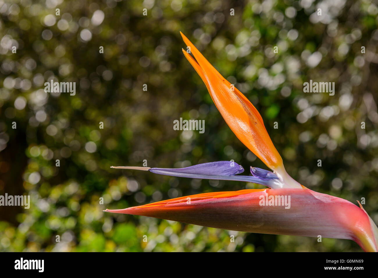 Oiseau de Paradis Parc du Mugel la Ciotat Frankreich Bdr Provence Stockfoto