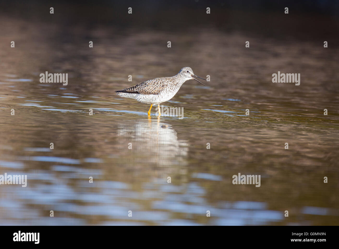 Größere Yellowlegs (Tringa Melanoleuca) im Frühjahr Stockfoto