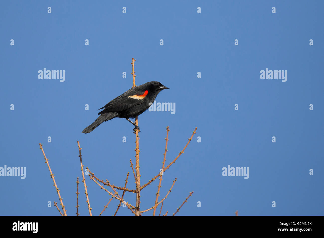 Red winged Blackbird (Agelaius Phoeniceus) singen im Frühling Stockfoto