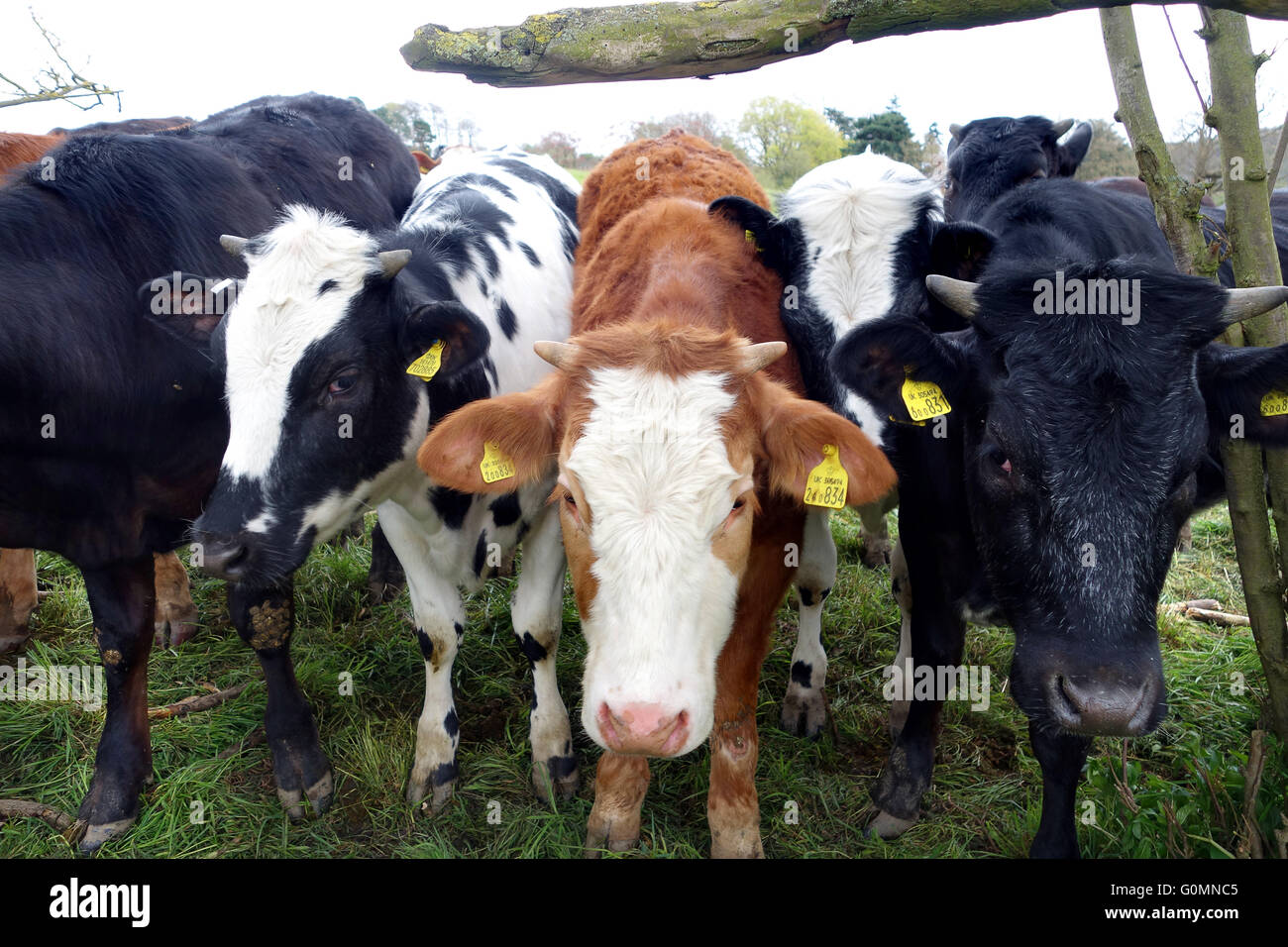 Hausrind in England und gelben Ohrmarke für offizielle Kennzeichnung von Rindern in Europa. Stockfoto