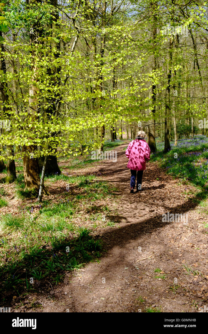 Frau Walker im rosa Anorak Wandern durch Forest of Dean Gloucestershire in England. Frühling, gefleckten Licht durch Bäume. Stockfoto