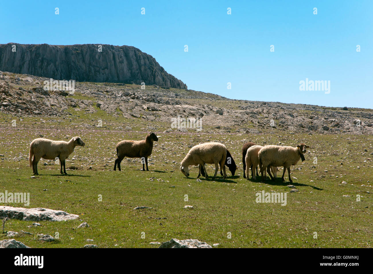 Schafe der Rasse Lojeña, Loja Bergen, Provinz Granada, Region von Andalusien, Spanien, Europa Stockfoto