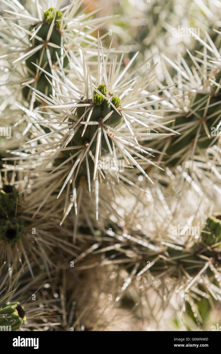 Cholla Cactus Parc du Mugel la Ciotat Frankreich Provence Stockfoto
