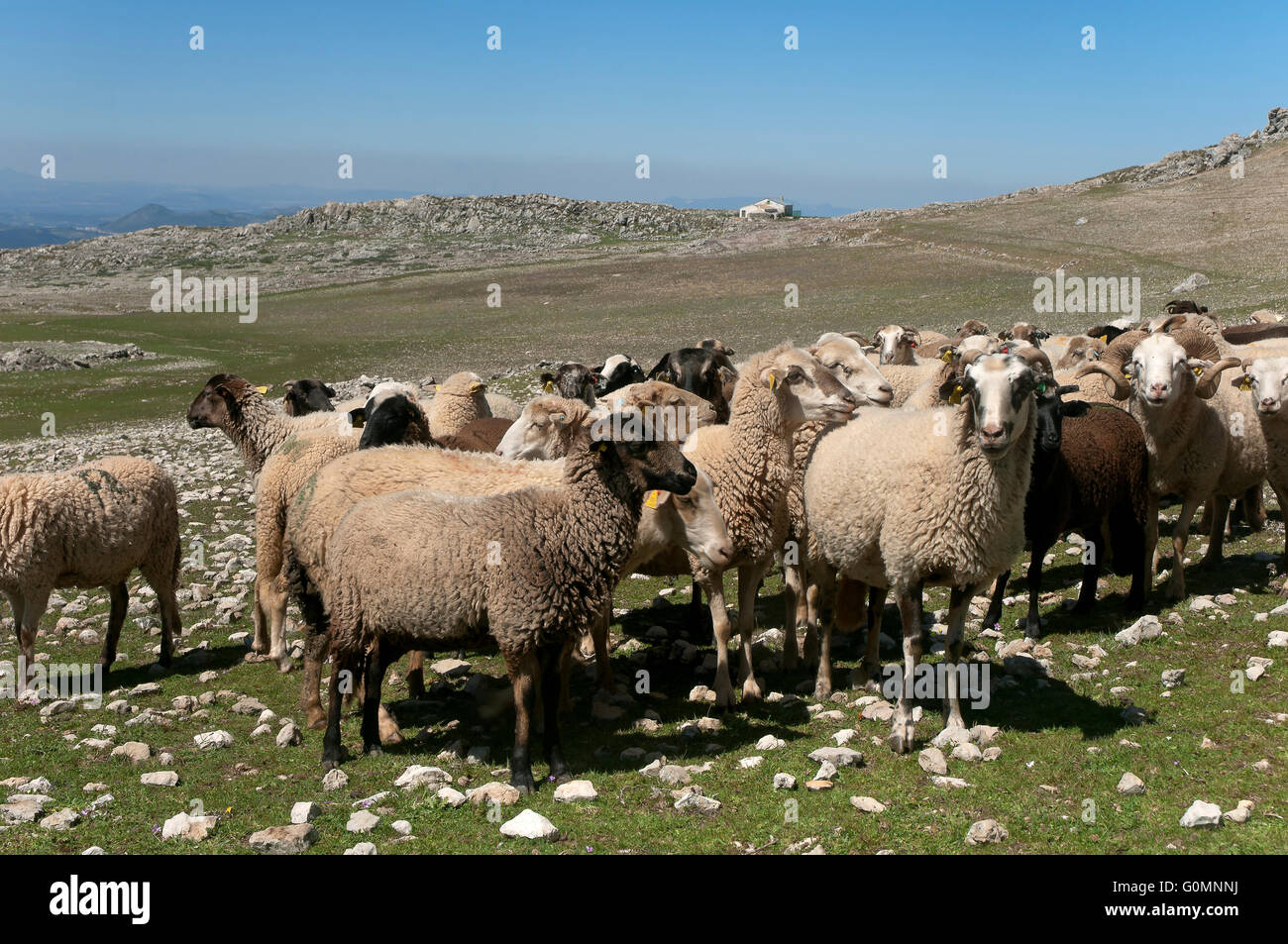 Schafe der Rasse Lojeña, Loja Bergen, Provinz Granada, Region von Andalusien, Spanien, Europa Stockfoto