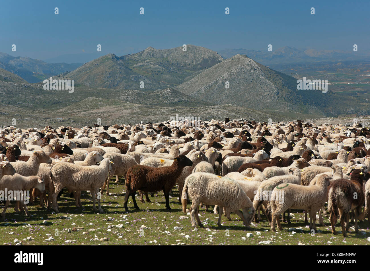 Schafe der Rasse Lojeña, Loja Bergen, Provinz Granada, Region von Andalusien, Spanien, Europa Stockfoto