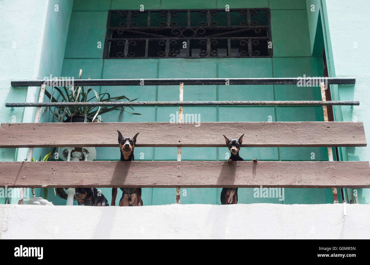 Drei Miniatur Pinscher Hunde auf Balkon. Stockfoto