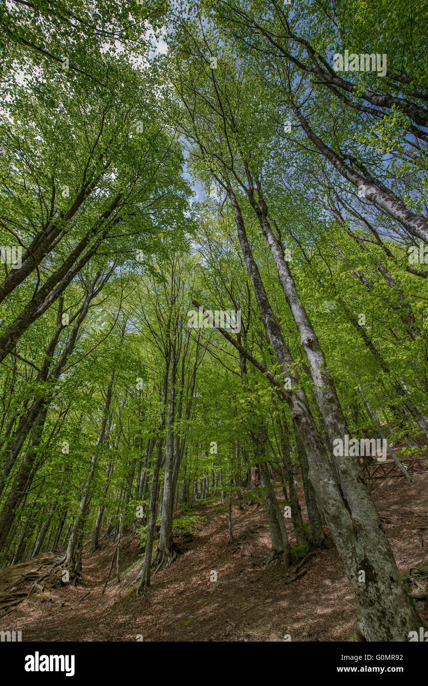 ein Weitwinkel-Foto in einem italienischen Wald Stockfoto
