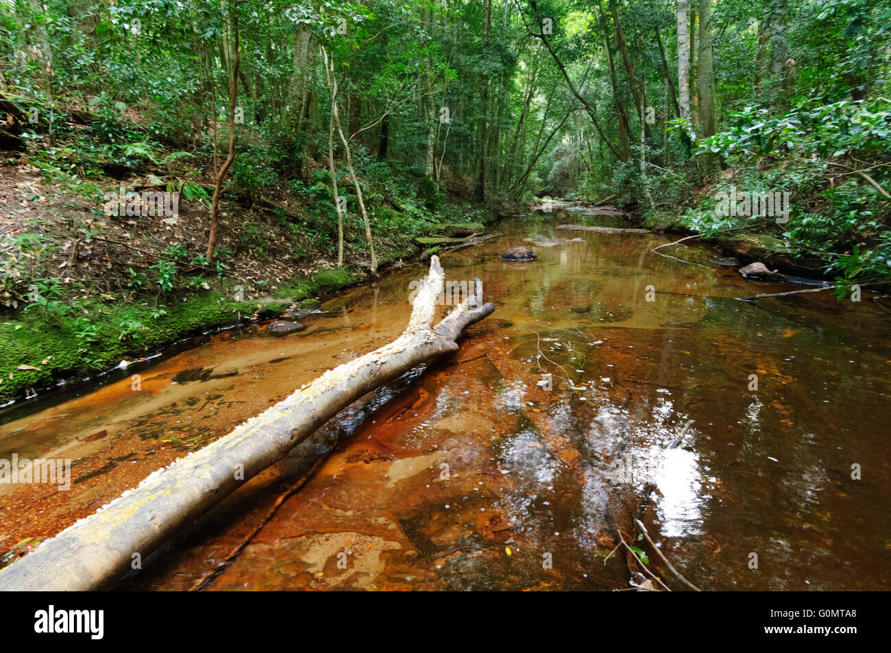 Tannin gefärbt, Stream, Bola Creek, Royal National Park, New-South.Wales, Australien Stockfoto