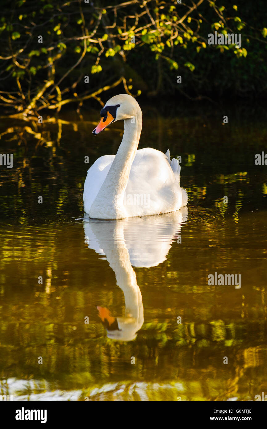 Mute Swan (Cygnus Olor) am Lancaster-Kanal in Lancashire UK Stockfoto