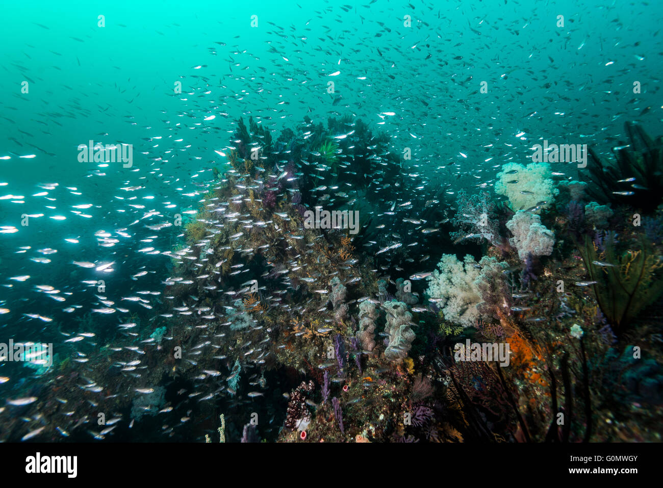 Künstliche Fishreef, die große Wanderfische zu locken. Eine Menge von Blöcken hat in sandigen Meeresboden geworfen wurde. Owase, Mie, Japan. Stockfoto